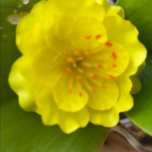 Meet your Posher, Hien